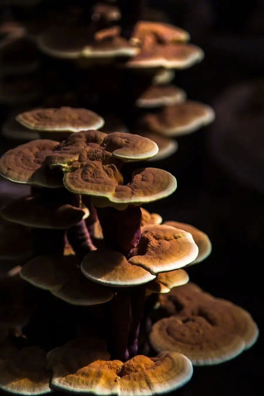 聊城的“养生江湖”,谁才是那个天花板!?休闲区蓝鸢梦想 - Www.slyday.coM 聊城的“养生江湖”,谁才是那个天花板!?休闲区蓝鸢梦想 - Www.slyday.coM