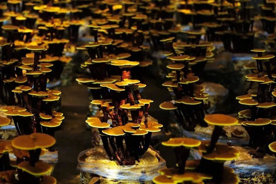 聊城的“养生江湖”,谁才是那个天花板!?休闲区蓝鸢梦想 - Www.slyday.coM 聊城的“养生江湖”,谁才是那个天花板!?休闲区蓝鸢梦想 - Www.slyday.coM