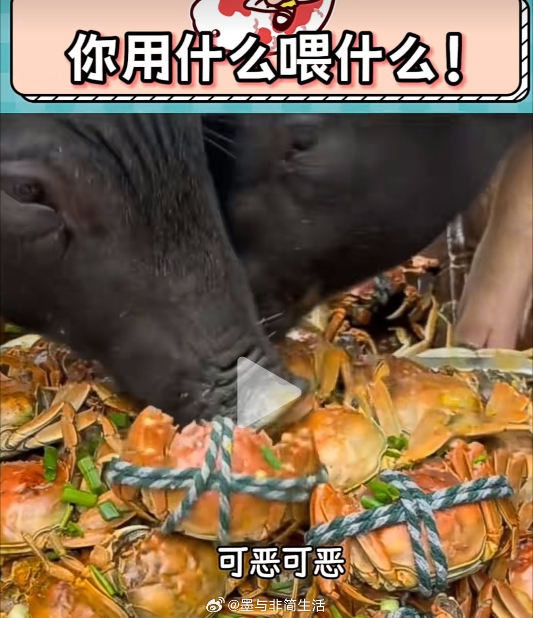 图一：猪吃螃蟹 ​图二：猫吃乳鸽 ​图三：我吃地沟油