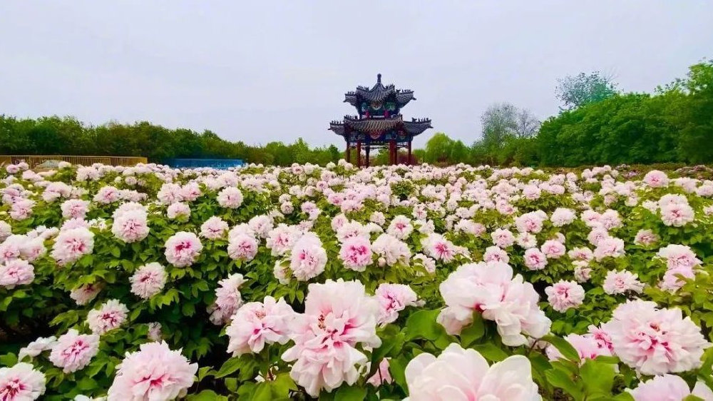 菏泽美团怎么找到附近服务