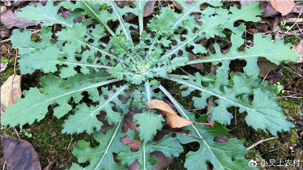 春天吃野菜的季节，最不该错过的是泥胡菜，既有营养又有药膳功能