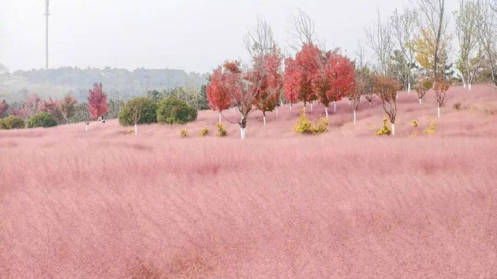 田曦薇、胡一天打卡西海岸！约你来玩！