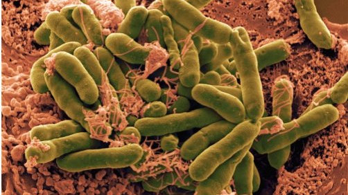 人是如何与“菌”共生的?...