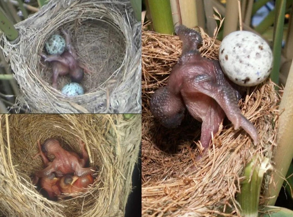 杜鹃把蛋生在别的鸟巢,其他鸟发现养了杜鹃的雏鸟后,有啥反应?