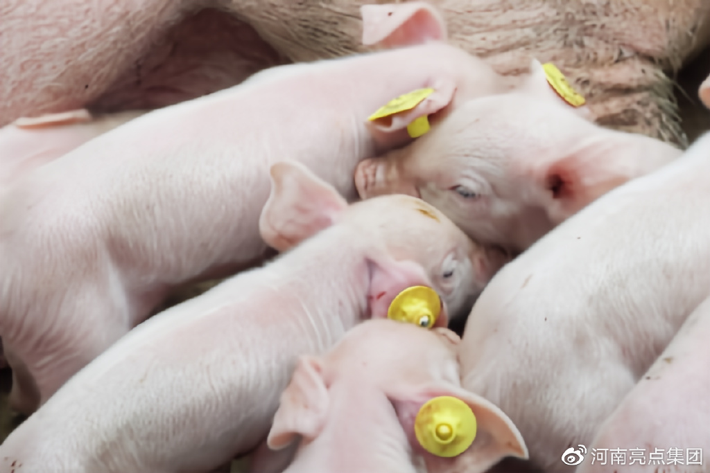 养殖户绝对想不到的养猪注意事项！地板和器具做到位，仔猪长势好-养猪需要注意啥