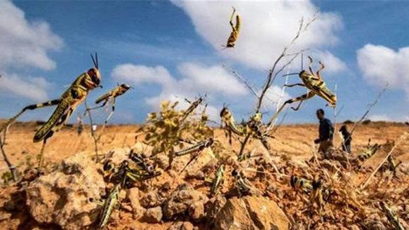 印度一夜之间就消灭了蝗虫？是不是就天下太平了？...