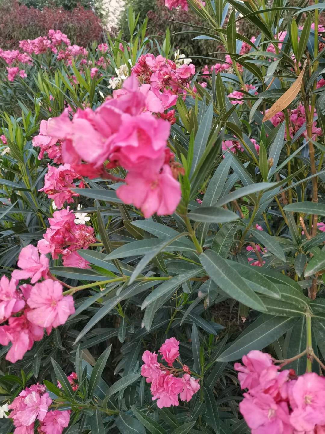 夹竹桃有剧毒凤仙花委屈这个锅我不背