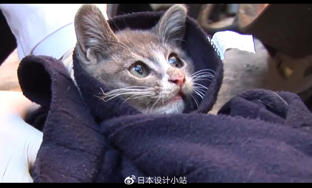 泪目！小猫把捡到的肉叼给已死的妈妈，自己胃里却全是石头……