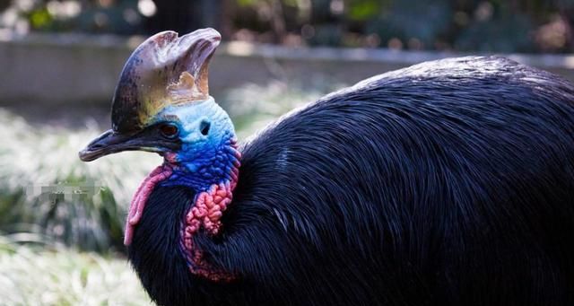 澳洲最凶猛的鸟,如果在野外遇到它,什么都别想赶紧跑