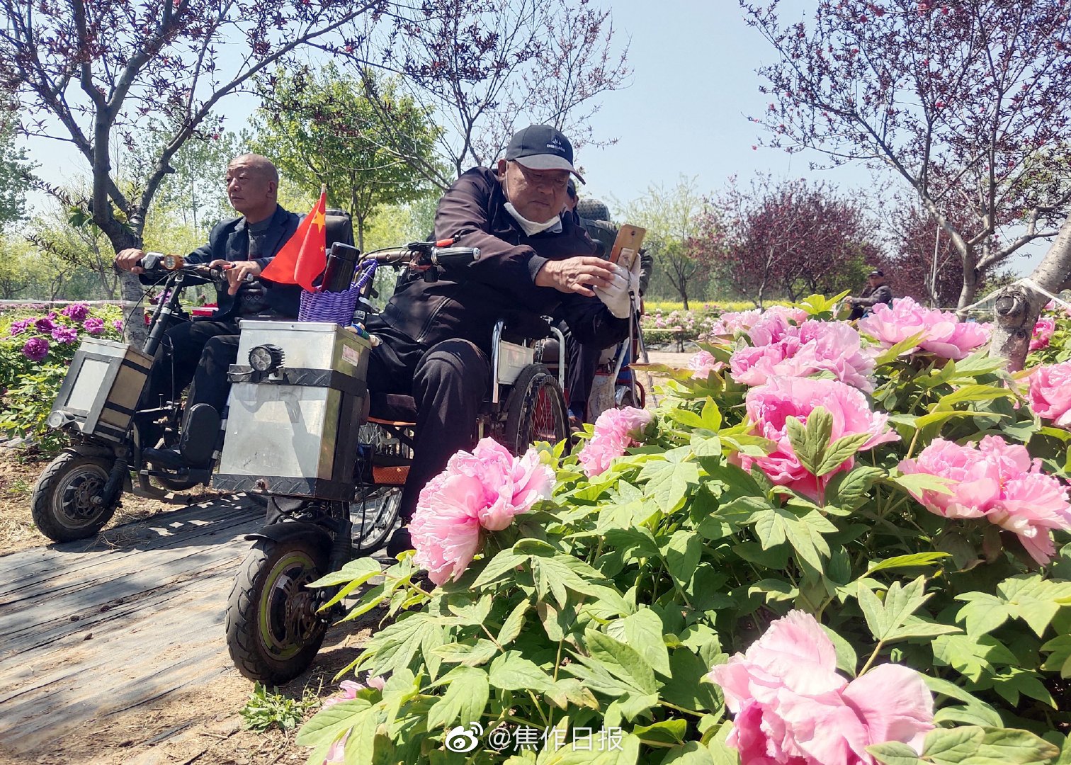 4月12日 几名游客在沁阳市神农牡丹园赏花 近日 高清图集 新浪网