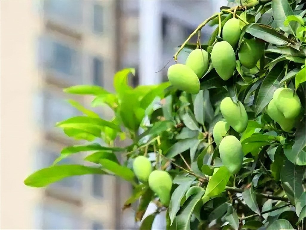 广东人都喜欢用“水果树”当绿化树?休闲区蓝鸢梦想 - Www.slyday.coM 广东人都喜欢用“水果树”当绿化树?休闲区蓝鸢梦想 - Www.slyday.coM