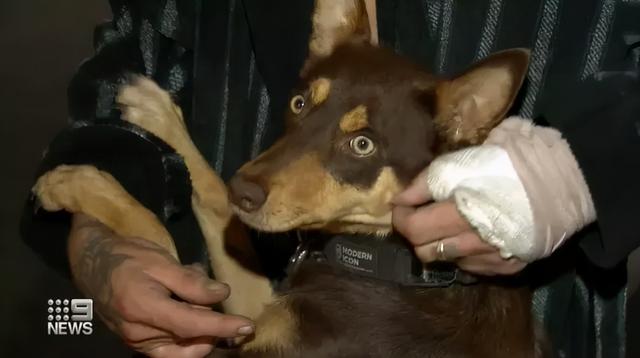 “我欠狗一条命!”澳洲大火中,一只狗狗成为英雄,千钧一发唤醒主人,一同逃离火海