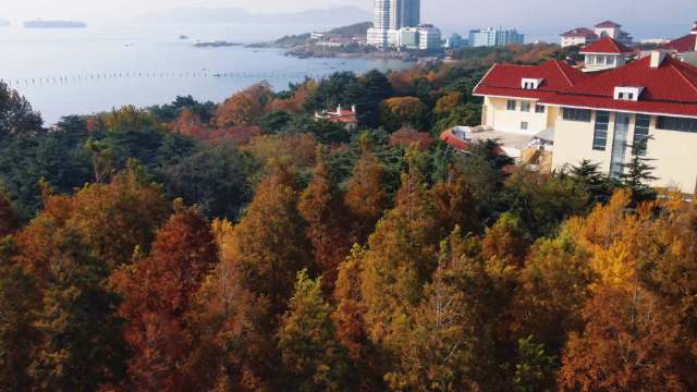 叶落成诗 街景如画 来青岛和秋天好好告个别