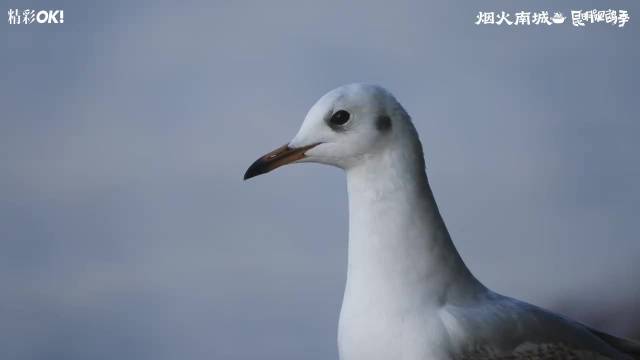 张碧晨登十二月刊封面，演绎云南烟火山水间