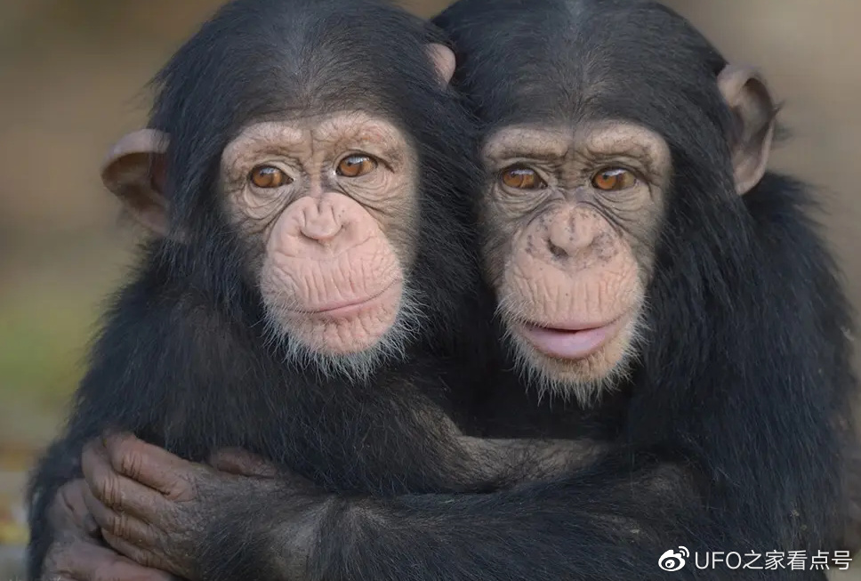 世界唯一的“大学生”猩猩，如果有选择，这是不是它最...