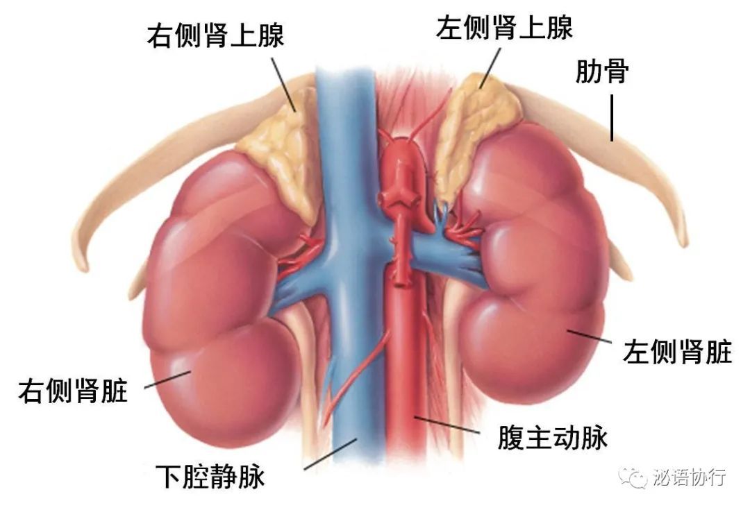 腺体分肾上腺皮质和肾上腺髓质两部分,周围部分是皮质,内部是髓质