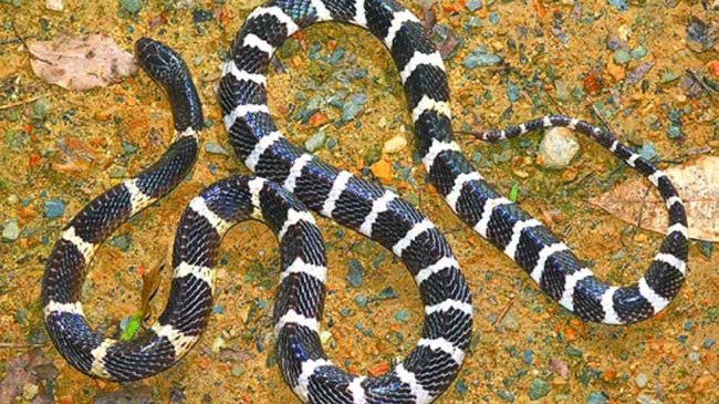 被称为亚洲毒王的银环蛇究竟有多毒？