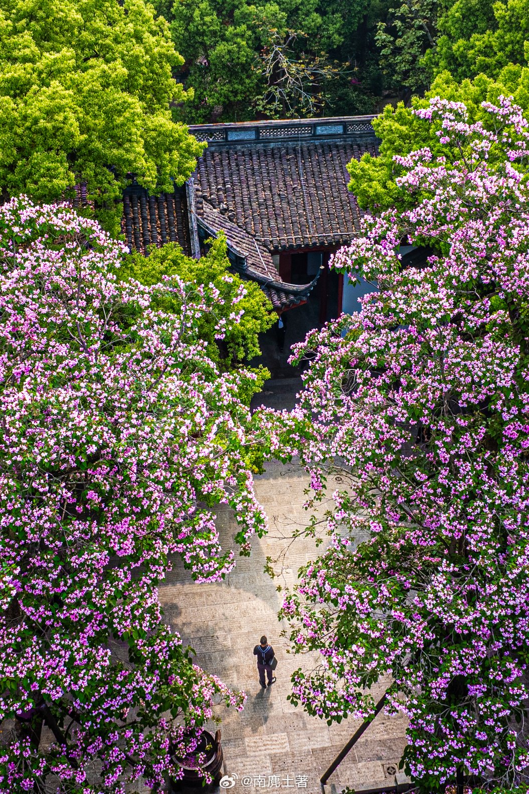 植物界的活化石，杭州东岳庙的两棵500多年古楸树开花…