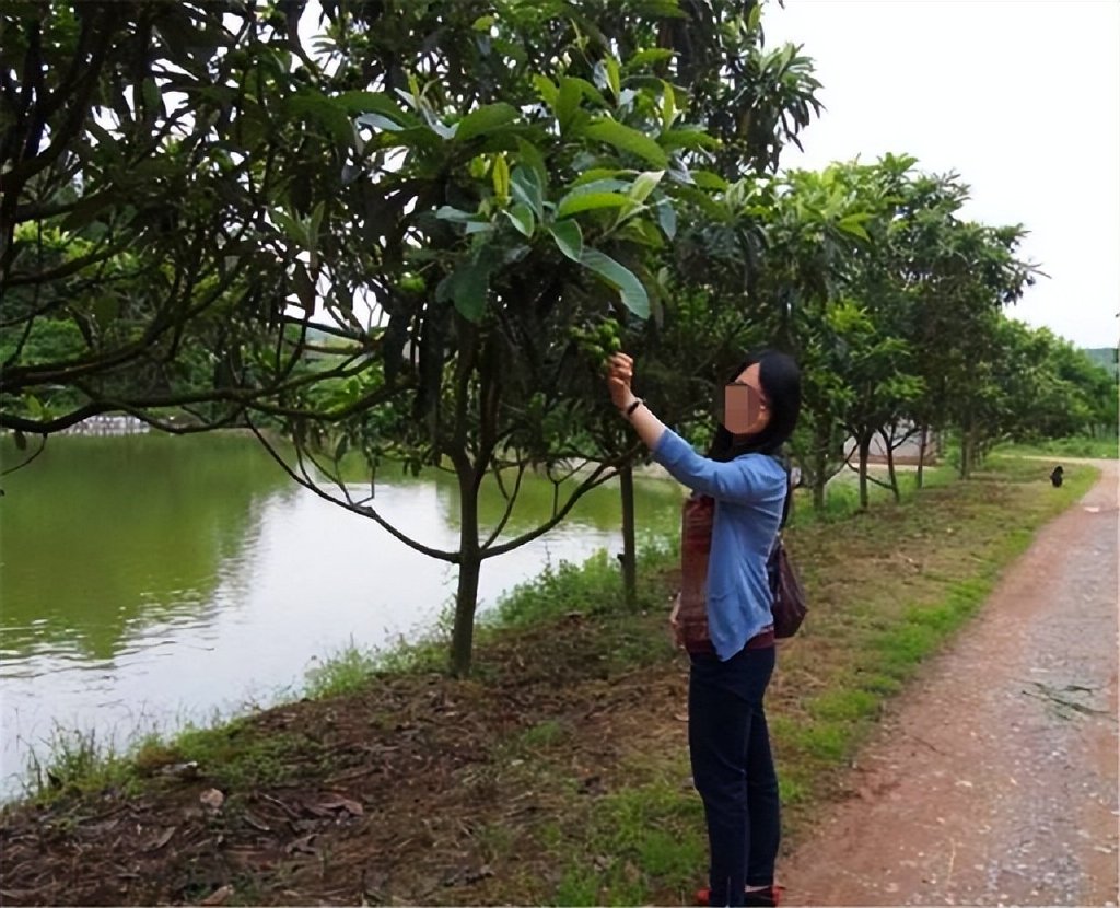 广东人都喜欢用“水果树”当绿化树?休闲区蓝鸢梦想 - Www.slyday.coM 广东人都喜欢用“水果树”当绿化树?休闲区蓝鸢梦想 - Www.slyday.coM