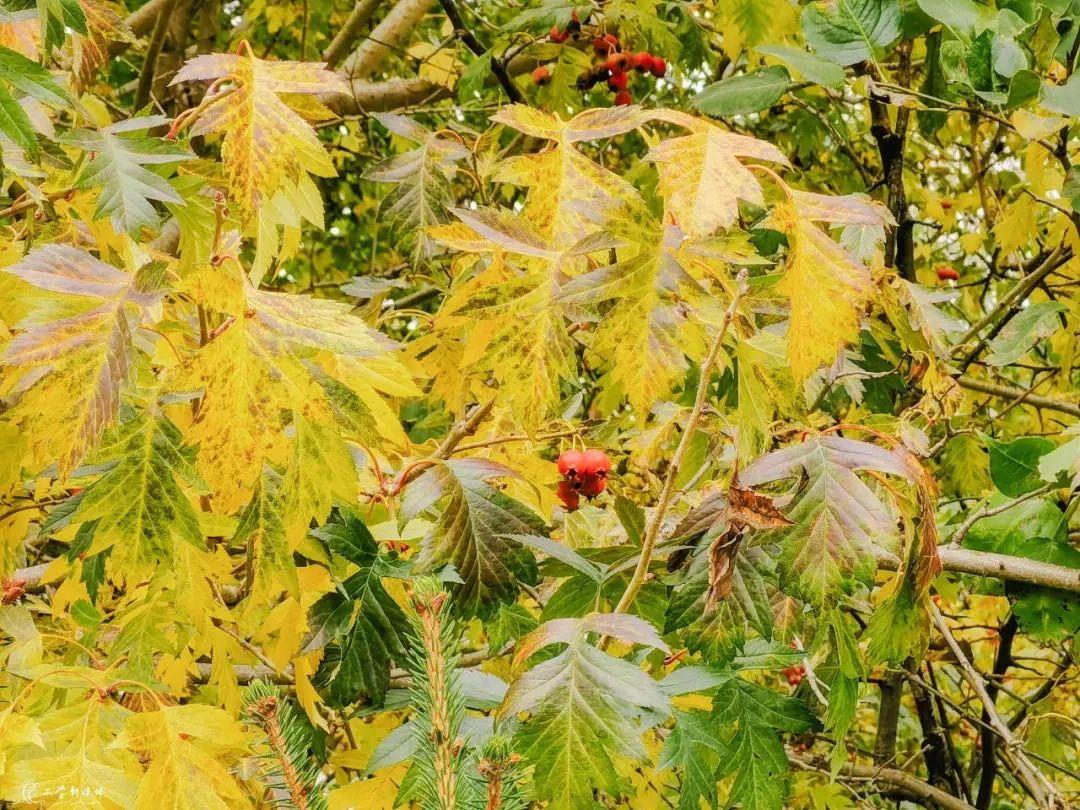 天空再现“国庆蓝”!哈尔滨这里枫叶已刷屏,去看看休闲区蓝鸢梦想 - Www.slyday.coM 天空再现“国庆蓝”!哈尔滨这里枫叶已刷屏,去看看休闲区蓝鸢梦想 - Www.slyday.coM