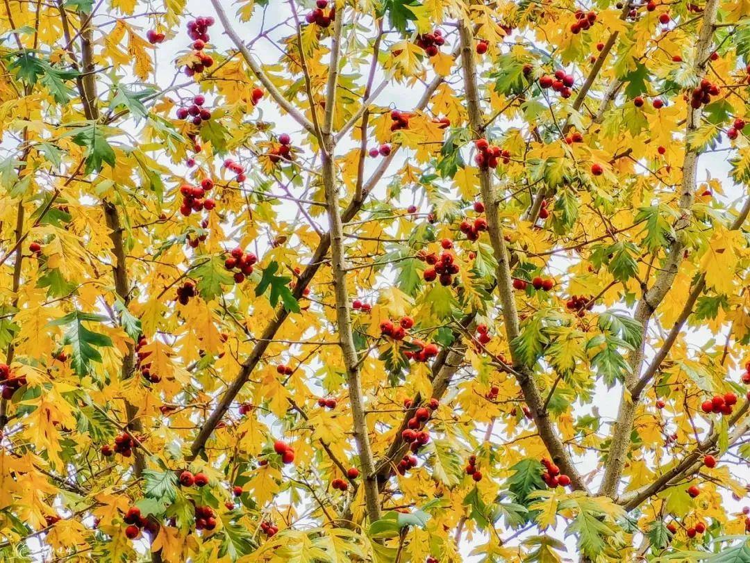 天空再现“国庆蓝”!哈尔滨这里枫叶已刷屏,去看看休闲区蓝鸢梦想 - Www.slyday.coM 天空再现“国庆蓝”!哈尔滨这里枫叶已刷屏,去看看休闲区蓝鸢梦想 - Www.slyday.coM