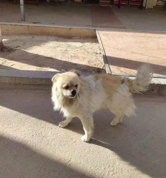 狗狗寻主人！女游客把京巴狗落敦煌，爱心饭店老板喂养一年