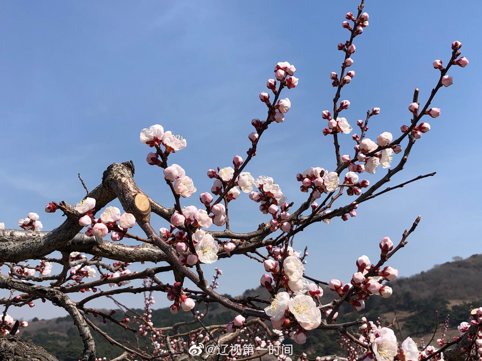 南疆杏花攻略 | 新疆帕米尔高原、塔尔乡、大同乡杏花（内含花期预测） - 知乎
