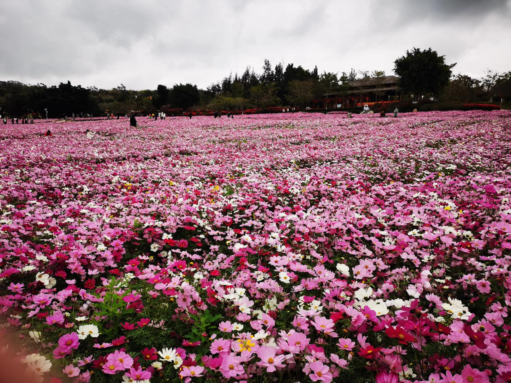 雨停了翔安香山公园的花海正灿烂绽放