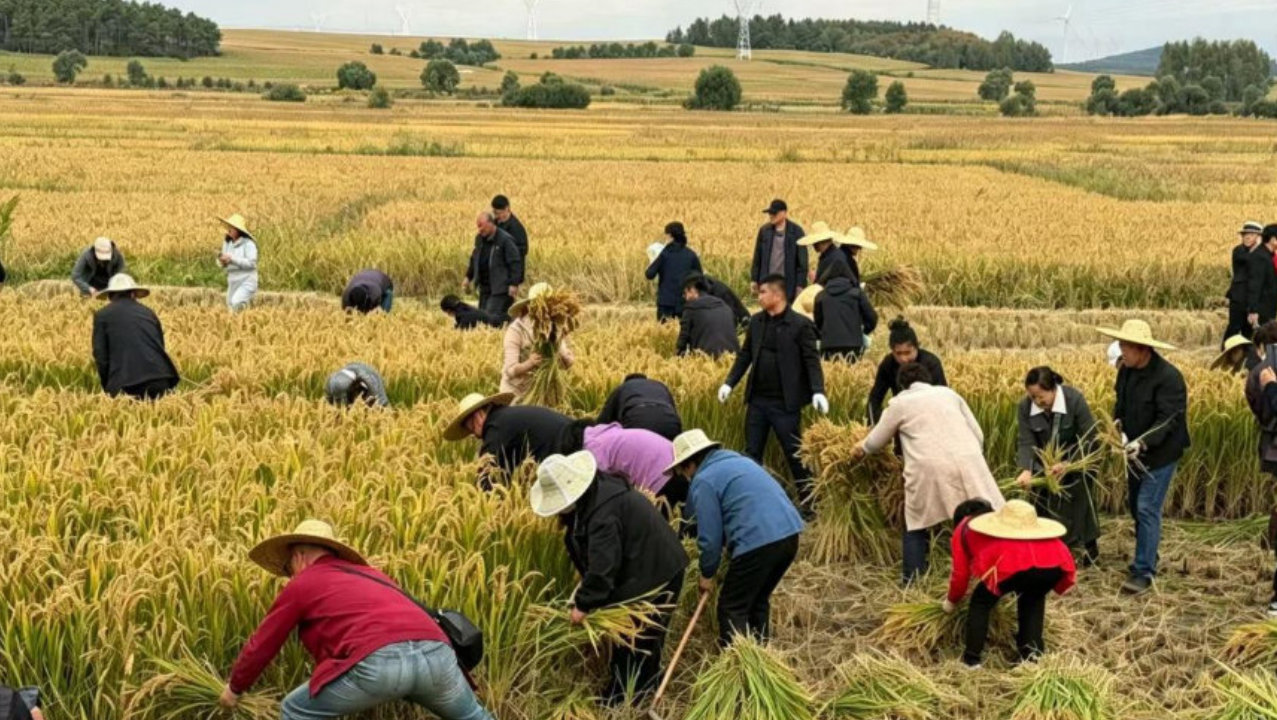 稻海翻涌迎丰收 乡土盛景庆丰年