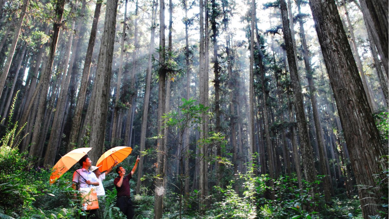 人保财险推出全国首单冶炼行业碳超排费用损失保险，护航工业绿色转型