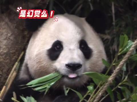 宋爷爷从来不掩饰对福宝的爱 休假回来比不上班还要开心与激动