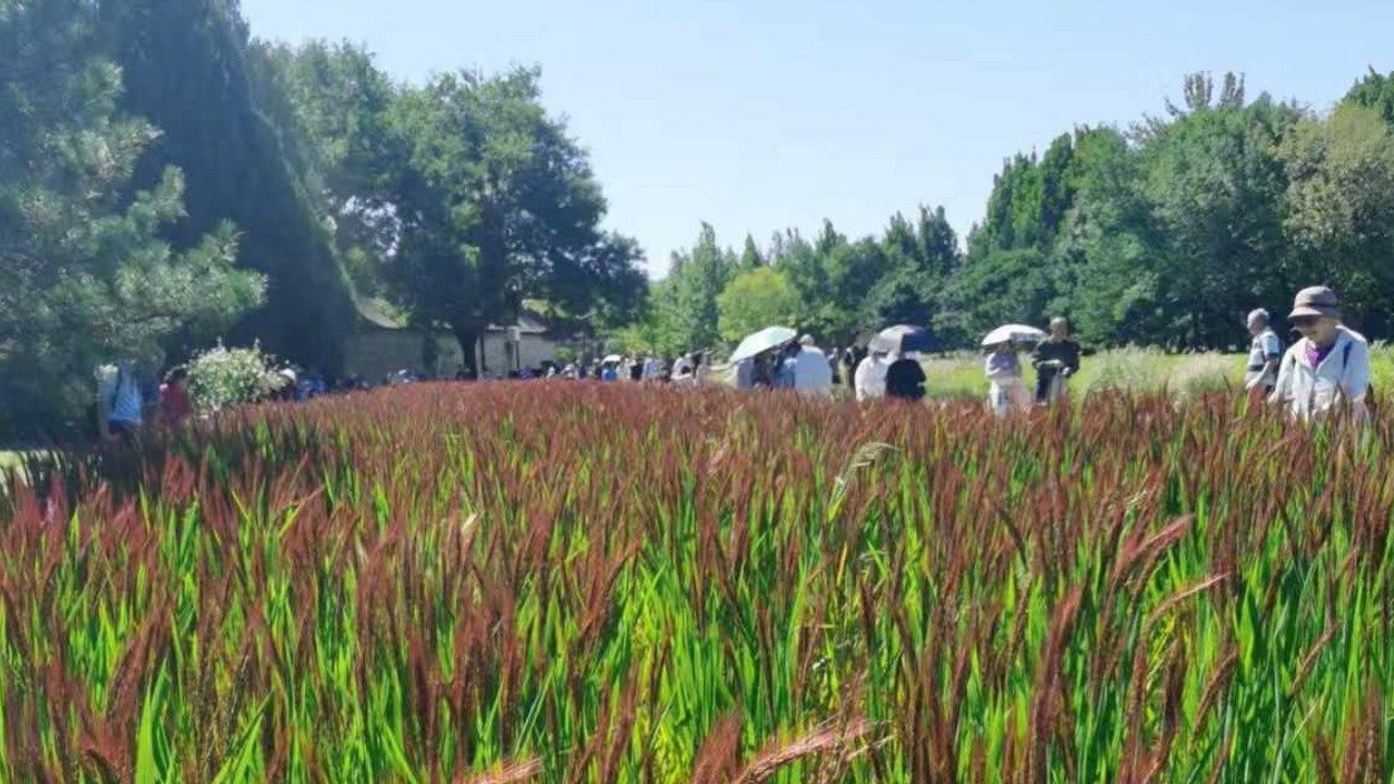 北坞公园胭脂稻红了，《红楼梦》里的御田贡米，藏在京城秋日里
