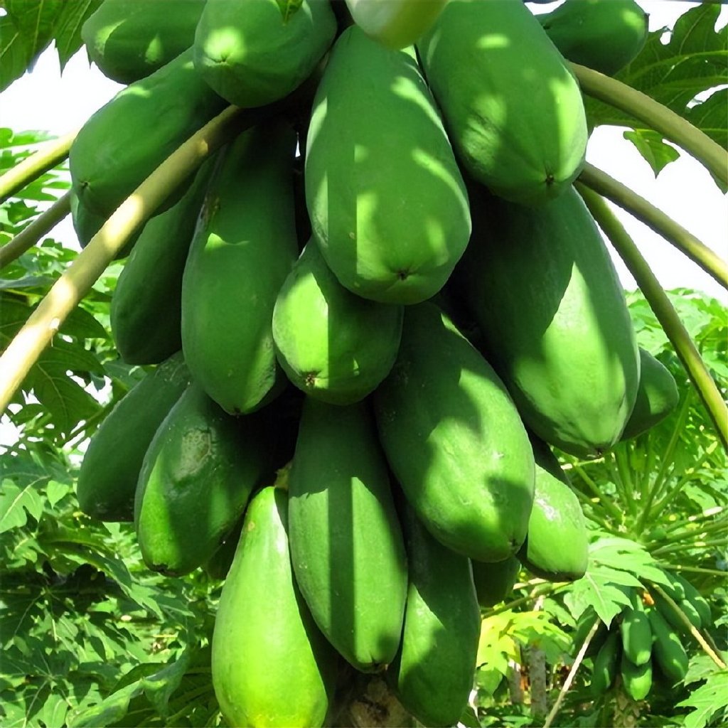 广东人都喜欢用“水果树”当绿化树?休闲区蓝鸢梦想 - Www.slyday.coM 广东人都喜欢用“水果树”当绿化树?休闲区蓝鸢梦想 - Www.slyday.coM