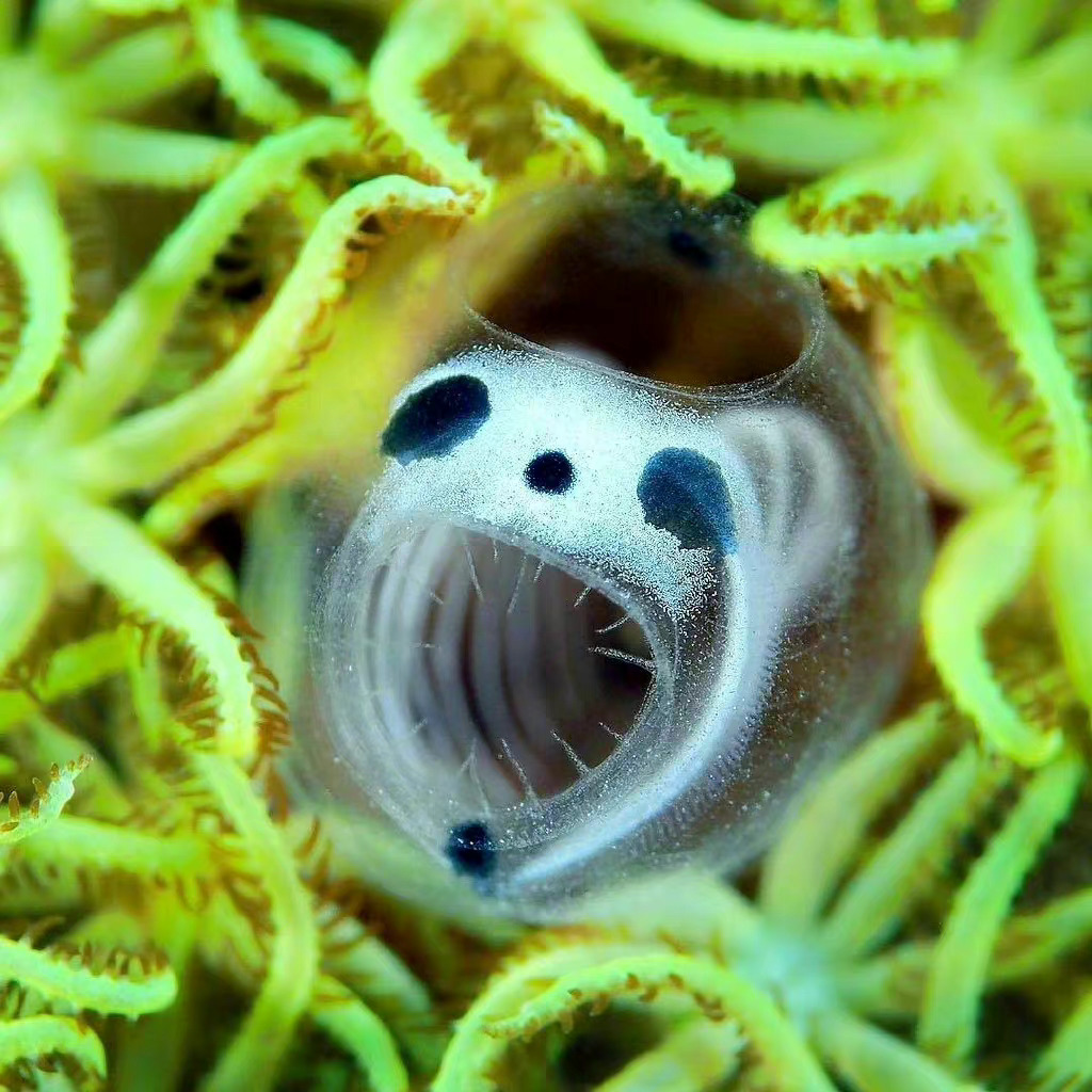 Skeleton Panda Sea Squirts skeleton-panda-sea-squirts