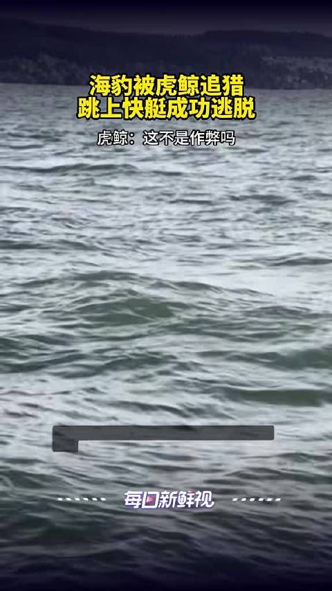 被虎鲸追捕，海豹跳上游船成功跳脱