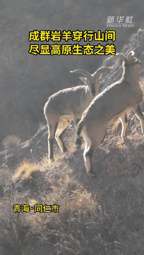 成群岩羊穿行山间 尽显高原生态之美