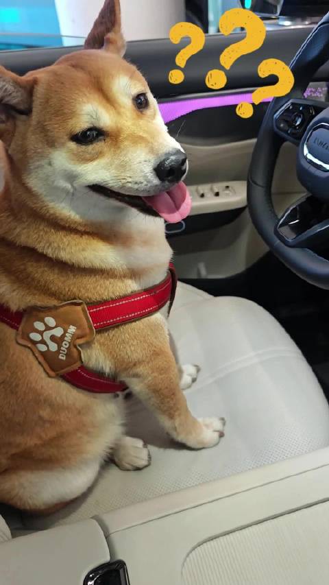 叫了个代驾怎么不敢开车啊？