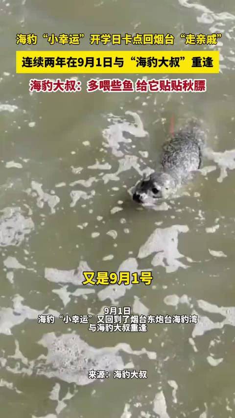 海豹“小幸运”开学日卡点回烟台“走亲戚”，连续两年在9月1日与“海豹大叔”重逢，海豹大叔：多喂些鱼，给它贴贴秋膘