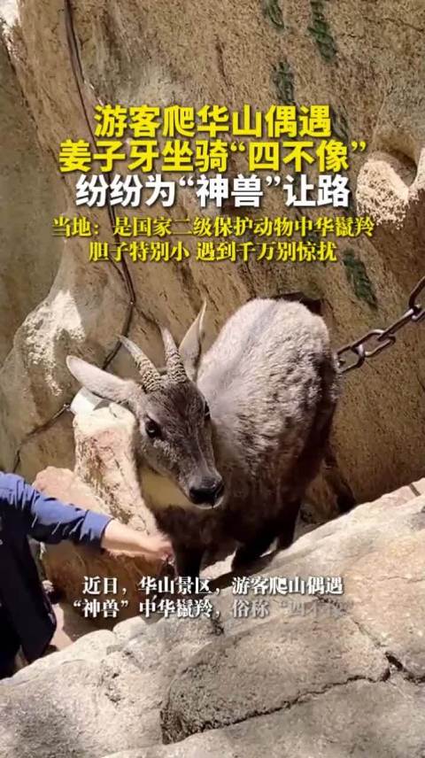 游客爬华山偶遇姜子牙坐骑“四不像”，纷纷为“神兽”让路