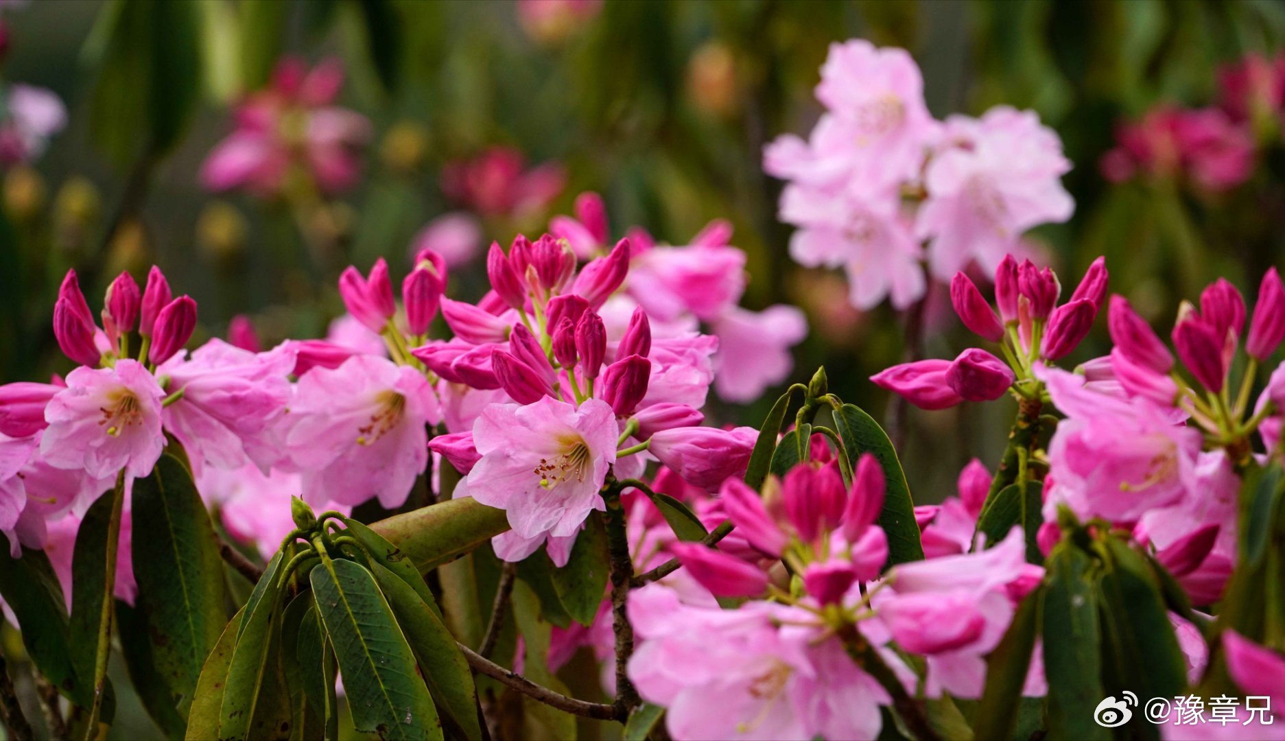 春日诗行，井冈山头，杜鹃花竞相开放，如同大自然精心铺就的彩色地毯…