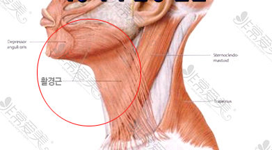 下颚线不明显，听说<a href=