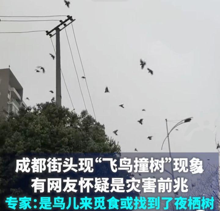 日本四座火山齐喷发,大量沙丁鱼涌上海滩,群鸟惊飞,真要地震吗休闲区蓝鸢梦想 - Www.slyday.coM 日本四座火山齐喷发,大量沙丁鱼涌上海滩,群鸟惊飞,真要地震吗休闲区蓝鸢梦想 - Www.slyday.coM