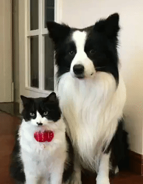 边牧看着食盆被占领，扭头向主人求助，眼神幽怨好委屈