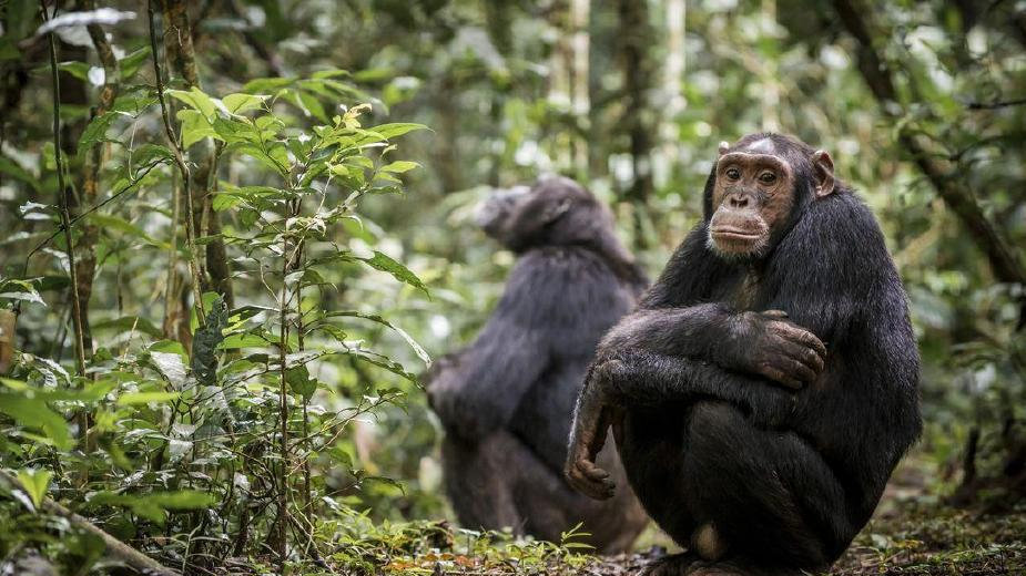占领高地！科学家首次发现黑猩猩使用人类兵法！这也是进化来的？