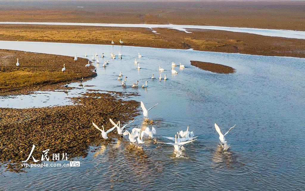 江西鄱阳湖:湿地天鹅舞翩翩