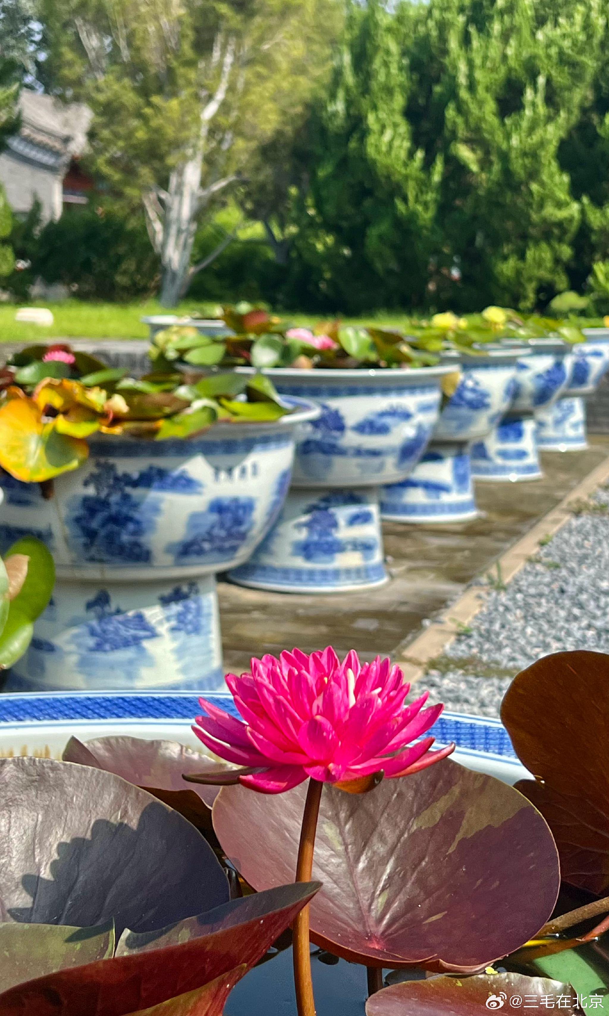 北海公园 阐福寺 睡莲花开 摄影