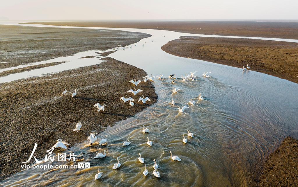 江西鄱阳湖:湿地天鹅舞翩翩