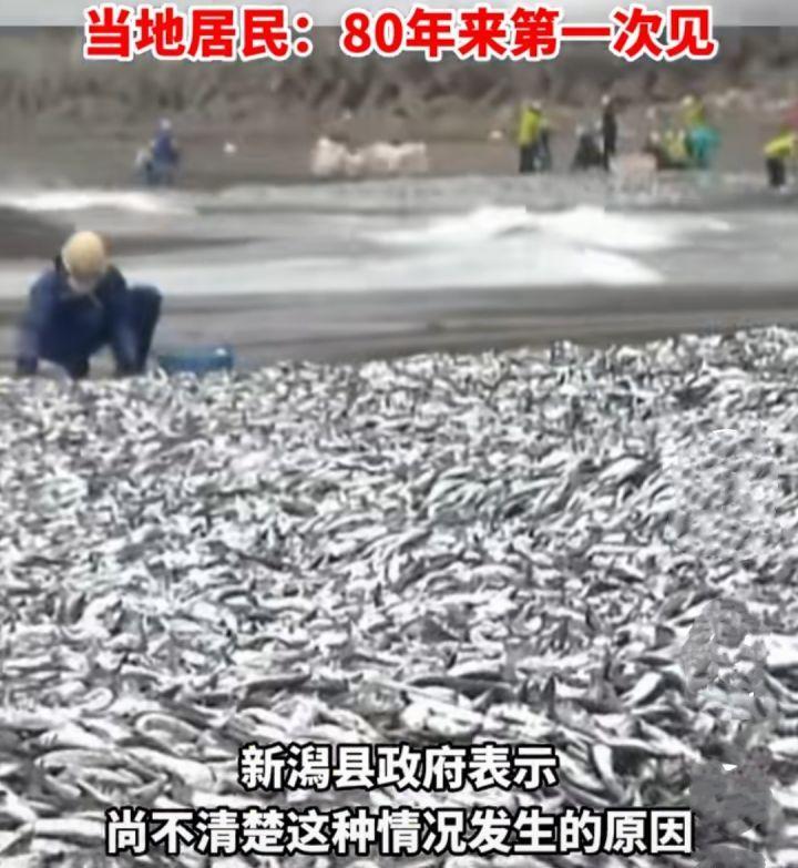 日本四座火山齐喷发,大量沙丁鱼涌上海滩,群鸟惊飞,真要地震吗休闲区蓝鸢梦想 - Www.slyday.coM 日本四座火山齐喷发,大量沙丁鱼涌上海滩,群鸟惊飞,真要地震吗休闲区蓝鸢梦想 - Www.slyday.coM