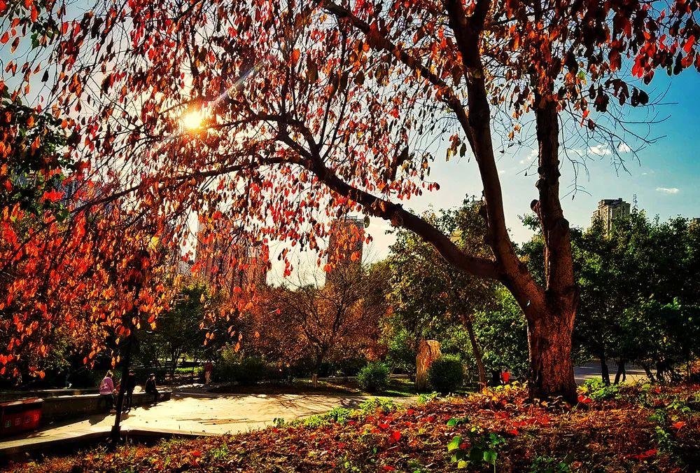 天空再现“国庆蓝”!哈尔滨这里枫叶已刷屏,去看看休闲区蓝鸢梦想 - Www.slyday.coM 天空再现“国庆蓝”!哈尔滨这里枫叶已刷屏,去看看休闲区蓝鸢梦想 - Www.slyday.coM