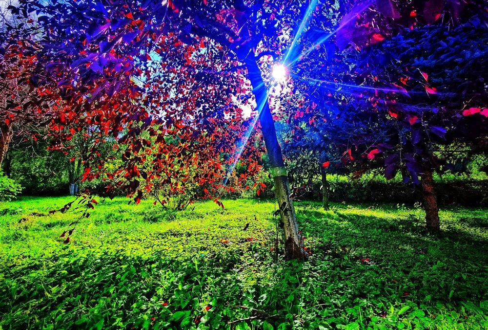 天空再现“国庆蓝”!哈尔滨这里枫叶已刷屏,去看看休闲区蓝鸢梦想 - Www.slyday.coM 天空再现“国庆蓝”!哈尔滨这里枫叶已刷屏,去看看休闲区蓝鸢梦想 - Www.slyday.coM